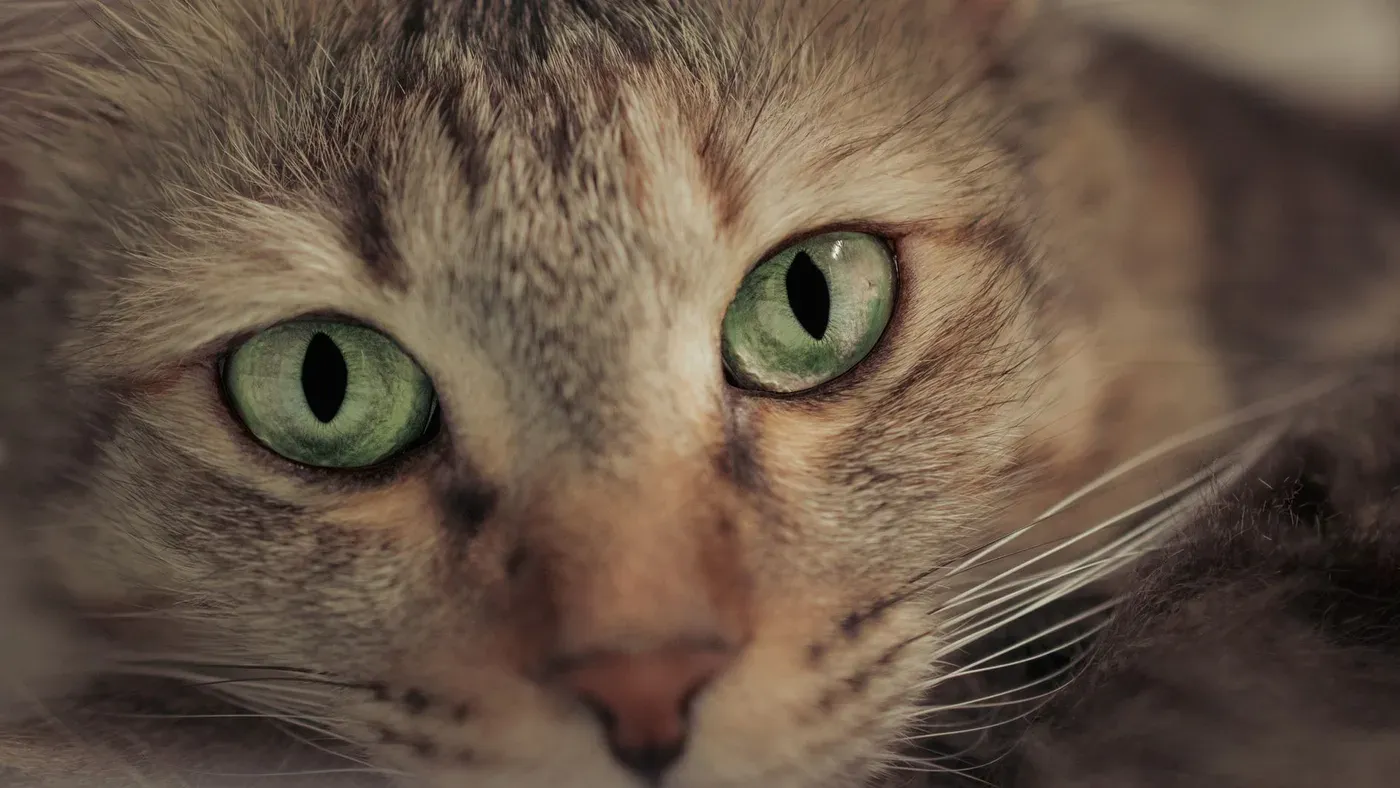 Närbild på en katt med gröna ögon